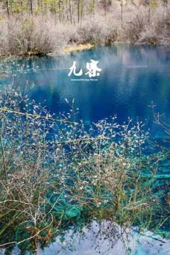 植物大战僵尸4